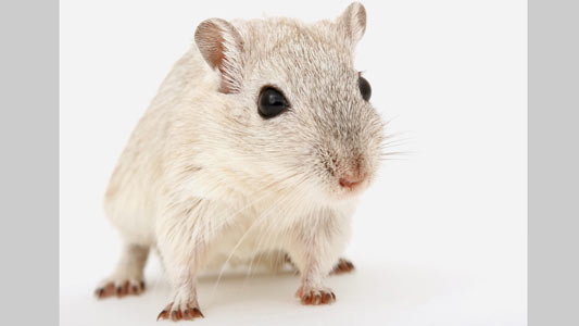 Wpływ spożywanego krzemu i glinu na poziom stężenia tych pierwiastków w mózgach. szczurów