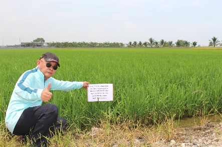 pole ryżowe z tabliczką