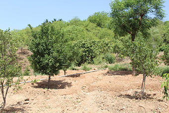 Wyniki na plantacji pomarańczy w Eklingji (Udaipur)