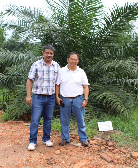 Wyniki na plantacji palmy olejowej w Banting po zastosowaniu ziemi okrzemkowej