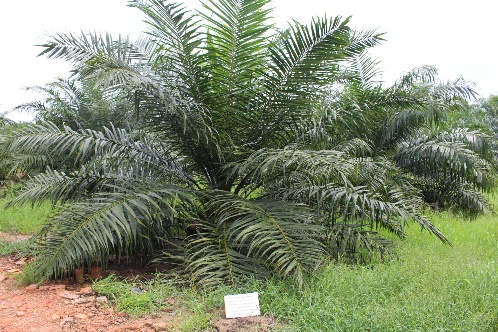 rozwinięty krzak palmy olejowej