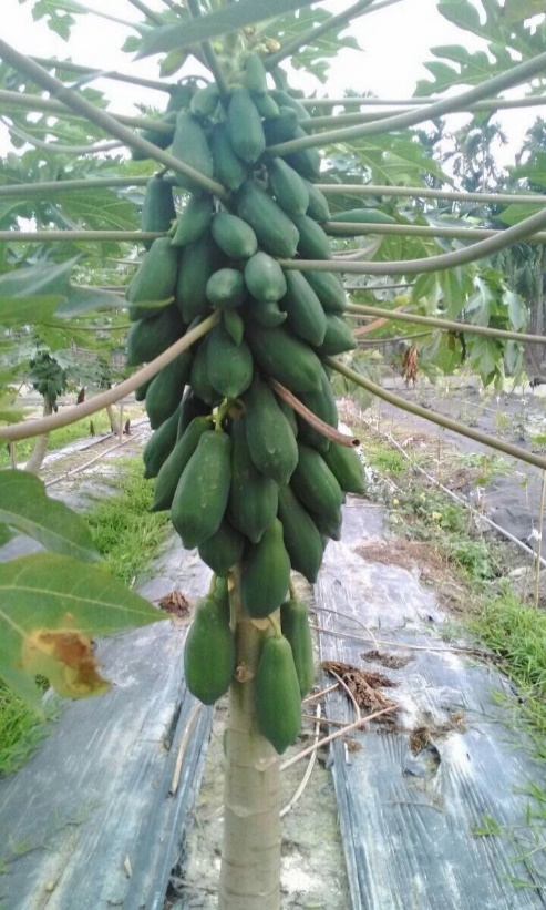 Zdjecie z plantacji papaji z Tajwanu
