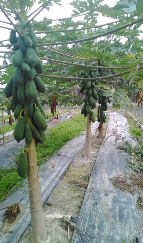 fotografia z plantacji papaji z Tajwanu