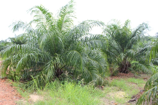 krzak palmy olejowej po zastosowaniu ziemi okrzemkowej