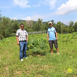 Wyniki na plantacji Papaji w Rembau