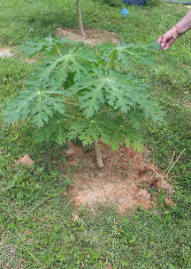 drzewko papaji