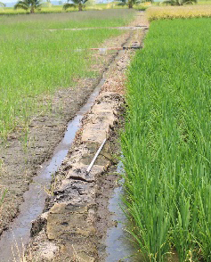 plantacja ryżu